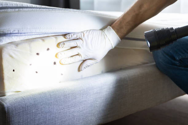 Best Insect Control  in Milam, TX