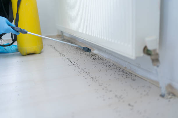 Best Wasp Removal Services  in Milam, TX