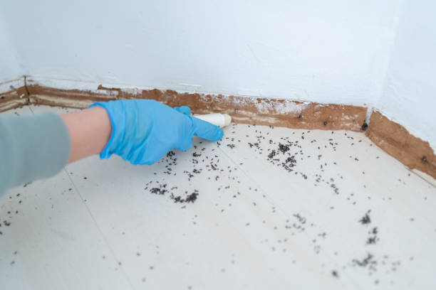 Best Pest Control for Homes  in Milam, TX